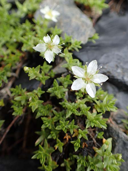 Minuartia rupestris \ Felsen-Miere / Common Rock Sandwort, F Col de la Bonette 8.7.2016