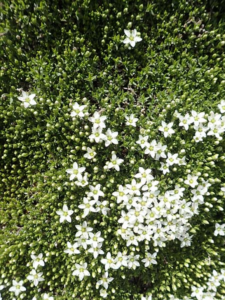 Minuartia rupestris \ Felsen-Miere, F Col de la Bonette 8.7.2016