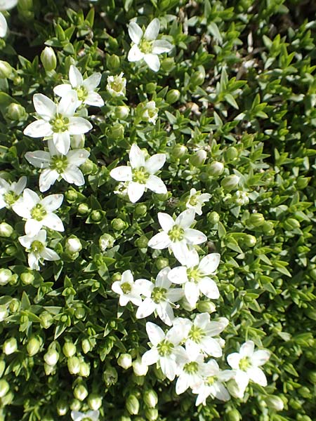 Minuartia rupestris \ Felsen-Miere / Common Rock Sandwort, F Col de la Bonette 8.7.2016