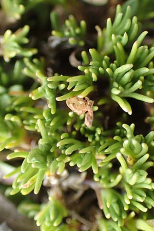 Minuartia recurva \ Krummblttrige Miere / Recurved Sandwort, F Pyrenäen/Pyrenees, Mont Llaret 31.7.2018