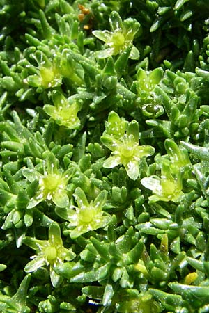 Minuartia sedoides / Cyphel, F Pyrenees, Eyne, Museum-Garden 26.6.2008