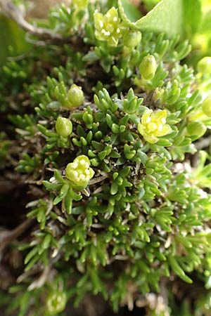 Minuartia sedoides / Cyphel, F Col de la Bonette 8.7.2016