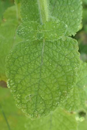 Mentha suaveolens / Round-Leaved Mint, Apple Mint, F Pyrenees, Ansignan 23.7.2018