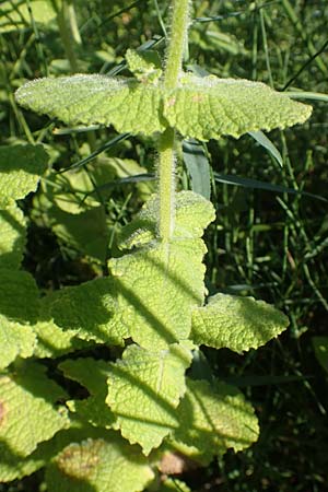 Mentha suaveolens \ Rundblttrige Minze, Apfel-Minze, F Pyrenäen, Ansignan 23.7.2018