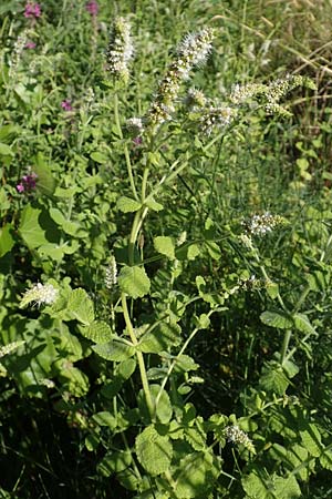 Mentha suaveolens \ Rundblttrige Minze, Apfel-Minze, F Pyrenäen, Ansignan 23.7.2018