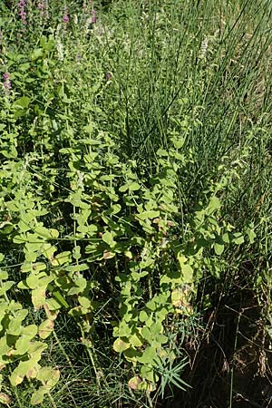 Mentha suaveolens \ Rundblttrige Minze, Apfel-Minze, F Pyrenäen, Ansignan 23.7.2018