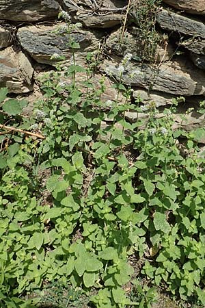 Mentha suaveolens / Round-Leaved Mint, Apple Mint, F Pyrenees, Evol 8.8.2018