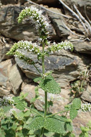 Mentha suaveolens \ Rundblttrige Minze, Apfel-Minze, F Pyrenäen, Evol 8.8.2018