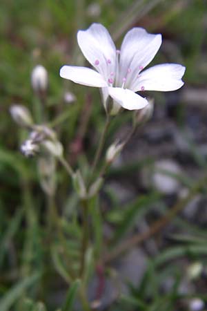 Petrorhagia saxifraga / Tunic Flower, F Col du Galibier 21.6.2008