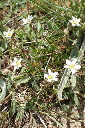 Minuartia recurva \ Krummblttrige Miere / Recurved Sandwort, F Pyrenäen/Pyrenees, Mont Llaret 31.7.2018