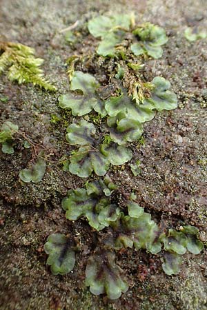 Marchantiales spec1 ? \ Thallses Lebermoos / Thallose Liverwort, F Turquestein-Blancrupt 5.6.2018