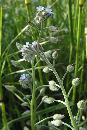 Myosotis arvensis \ Acker-Vergissmeinnicht, F Serres 12.5.2007