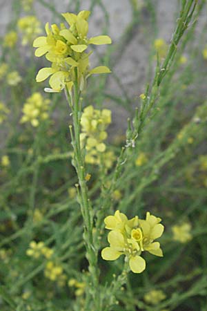 Rapistrum perenne / Steppe Cabbage, F St. Martin-de-Crau 13.5.2007