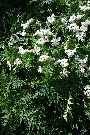 Myrrhis odorata / Sweet Cicely, F Col de Lautaret 28.6.2008