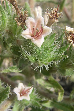 Echium asperrimum \ Rauer Natternkopf / Pyrenean Bugloss, F Toreilles 24.6.2008