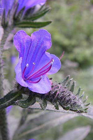 Echium plantagineum \ Wegerich-Natternkopf / Purple Viper's Bugloss, F Pyrenäen/Pyrenees, Eyne 25.6.2008