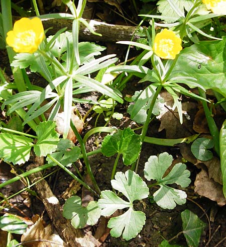 Ranunculus neoascendens \ Ascendens-hnlicher Gold-Hahnenfu, F Gougenheim 18.4.2015