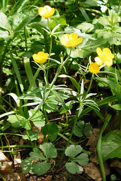 Ranunculus neoascendens / False Ascendent Goldilocks, F Gougenheim 18.4.2015