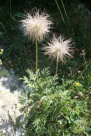 Pulsatilla alpina subsp. apiifolia \ Gelbe Kuhschelle, Schwefel-Anemone / Yellow Alpine Pasque-Flower, F Pyrenäen/Pyrenees, Eyne 4.8.2018