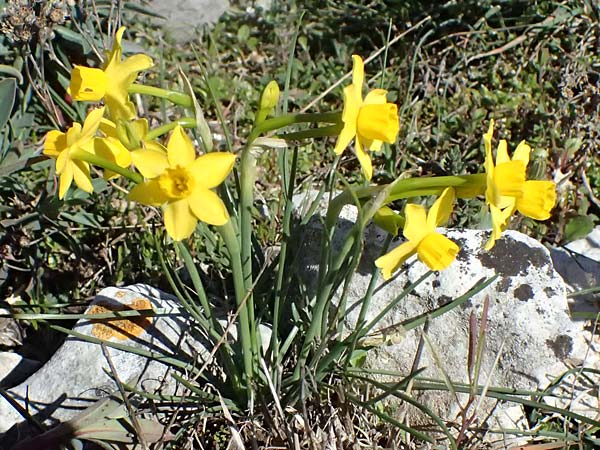 Narcissus assoanus / Rush-Leaved Narcissus, F Luberon near Robion 16.3.2024