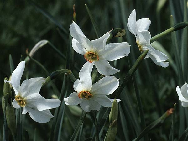 Narcissus poeticus / Poet's Narcissus, F Comps-sur-Artuby 12.5.1984