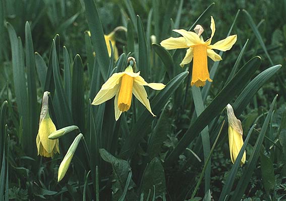 Narcissus bicolor \ Zweifarbige Narzisse / Trumpet Narcissus, F Pyrenäen/Pyrenees, Cirque de Gavarnie 17.4.1988