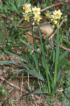 Narcissus tazetta \ Tazette, F Aigues Mortes 7.3.1998