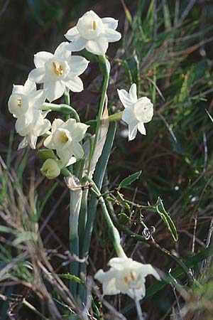 Narcissus dubius \ Zweifelhafte Narzisse, F Balaruc-les-Bains 7.3.1998