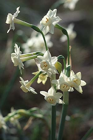 Narcissus dubius \ Zweifelhafte Narzisse, F Sète 19.3.1999