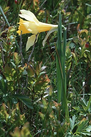 Narcissus pseudonarcissus \ Gelbe Narzisse, Osterglocke / Wild Daffodil, F Mont Aigoual 29.5.2000