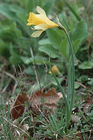 Narcissus pseudonarcissus \ Gelbe Narzisse, Osterglocke, F Gatinais Estouy 13.4.2002