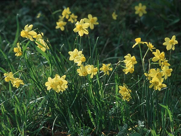 Narcissus assoanus \ Binsen-Narzisse, F Corbières, Bugarach 1.5.2005