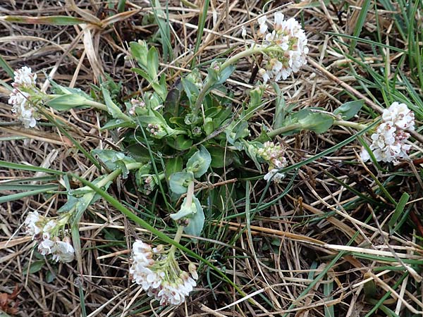 Noccaea caerulescens \ Gebirgs-Hellerkraut, Bluliches Tschelkraut / Alpine Penny-Cress, F Queyras, Fontgillarde 30.4.2023