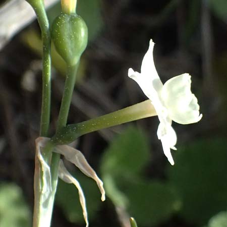 Narcissus dubius \ Zweifelhafte Narzisse, F Martigues 17.3.2024