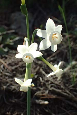 Narcissus dubius \ Zweifelhafte Narzisse, F Martigues 17.3.2024