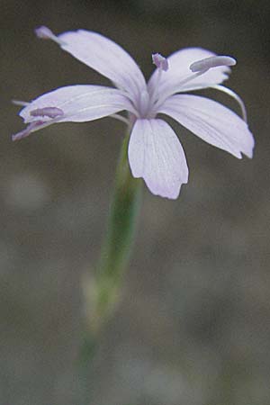 Dianthus pyrenaicus \ Pyrenen-Nelke / Pyrenean Pink, F Pyrenäen/Pyrenees, Eus 14.8.2006