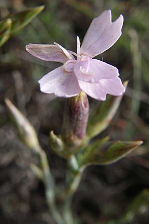 Dianthus pyrenaicus subsp. maritimus ? \ Pyrenen-Nelke / Pyrenean Pink, F Toreilles 24.6.2008