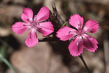 Dianthus carthusianorum subsp. carthusianorum \ Kartuser-Nelke, F Montagne du Luberon 11.10.2003