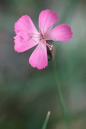 Dianthus furcatus \ Gabel-Nelke, Seealpen-Zwergnelke / Painted Pink, F Rochefort-Samson 13.10.2003