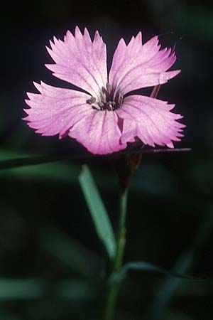 Dianthus seguieri \ Seguier-Nelke / Ragged Pink, F Col de l'Allimas 25.5.2005