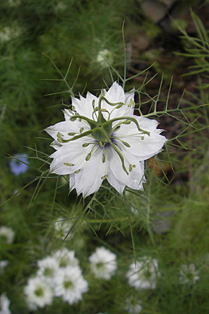 Nigella damascena \ Damaszener Schwarzkmmel, Jungfer im Grnen / Love in a Mist, Devil in a Bush, F Lapanouse-de-Cernon 31.5.2009