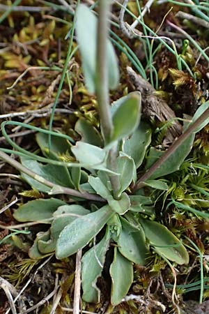 Noccaea montana \ Berg-Tschelkraut / Alpine Penny-Cress, F Dijon 17.3.2024