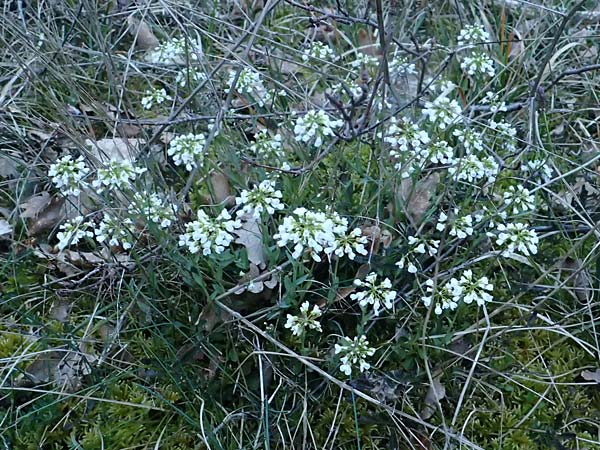 Noccaea montana \ Berg-Tschelkraut / Alpine Penny-Cress, F Dijon 17.3.2024