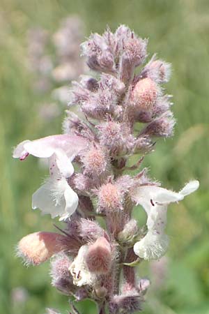 Nepeta nepetella \ Kleine Katzenminze / Lesser Cat Mint, F Col de la Cayolle 9.7.2016