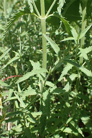 Nepeta nepetella \ Kleine Katzenminze / Lesser Cat Mint, F Col de la Cayolle 9.7.2016