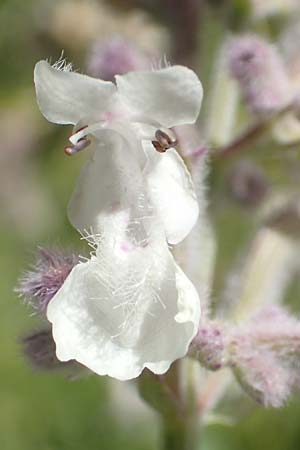 Nepeta nepetella \ Kleine Katzenminze / Lesser Cat Mint, F Col de la Cayolle 9.7.2016