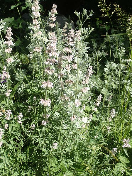 Nepeta nepetella \ Kleine Katzenminze / Lesser Cat Mint, F Col de la Cayolle 9.7.2016