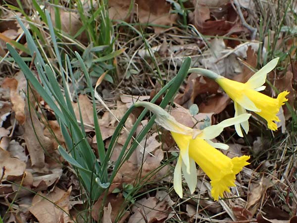 Narcissus pseudonarcissus \ Gelbe Narzisse, Osterglocke, F Grasse 15.3.2024