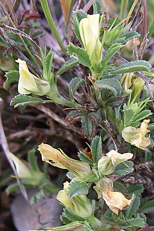 Ononis pusilla \ Zwerg-Hauhechel / Dwarf Restharrow, F Rivesaltes 24.6.2008