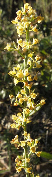 Osyris alba \ Weier Harnstrauch / Poet's Cassia, F St. Martin-de-Crau 9.6.2006